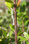 Buckwheat tree <BR>Black titi